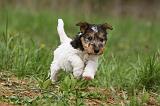 FOX TERRIER 551